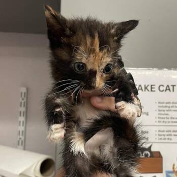0810-C26 -  Domestic Short Hair Cat for Adoption in Port Charlotte, Florida - 0810-C26 | PetCurious