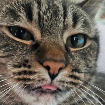 Keke -  Domestic Short Hair Cat for Adoption in Reisterstown, Maryland - Keke | PetCurious