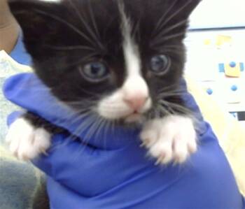 FRANKY -  Domestic Medium Hair Cat for Adoption in Dallas, Texas - FRANKY | PetCurious