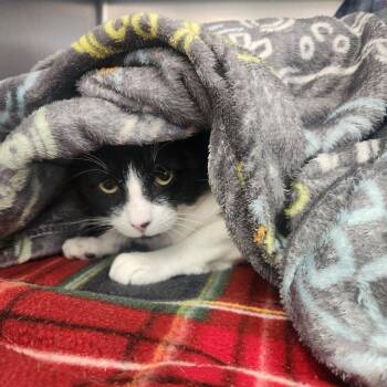 Tiramisu -  Domestic Short Hair Cat for Adoption in Brockton, Massachusetts - Tiramisu | PetCurious