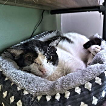 Rescue Domestic Short Hair Cats for Adoption in Rutherfordton, North Carolina - Wink | PetCurious