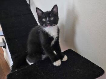 Del -  Domestic Short Hair Cat for Adoption in Mission Viejo, California - Del | PetCurious