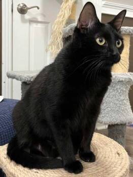 Domestic Short Hair Cats Available for Adoption in Franklin, Tennessee - MISS LITTLE LOVE | PetCurious