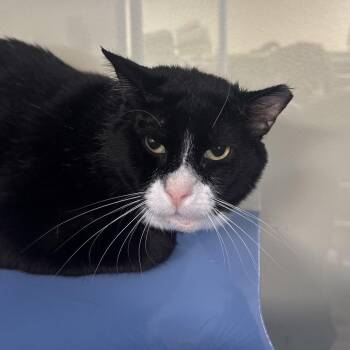 Pudding -  Domestic Short Hair Cat for Adoption in Sunrise, Florida - Pudding | PetCurious
