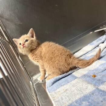 Silly Putty 9185 -  Domestic Short Hair Cat for Adoption in Columbus, Georgia - Silly Putty 9185 | PetCurious