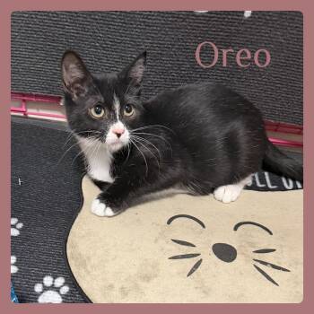 OREO -  Tuxedo Cat for Adoption in Lawton, Oklahoma - OREO | PetCurious