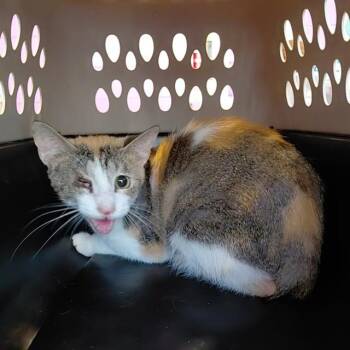 FIFI -  Domestic Short Hair Cat for Adoption - FIFI | PetCurious