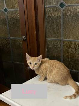 Rescue Domestic Short Hair Cats for Adoption in Hawthorne, New Jersey - Lucy Of The Fantastic Four!!! | PetCurious