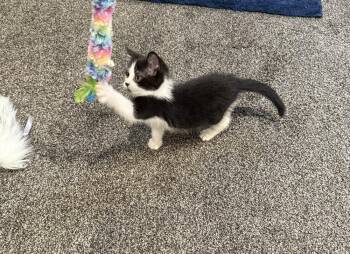 Kimiko -  Domestic Short Hair Cat Available for Adoption in Union Grove, Wisconsin - Kimiko | PetCurious