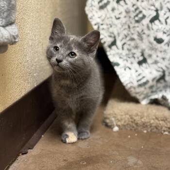 Domestic Short Hair Cats Available for Adoption in Flagstaff, Arizona - River - Playful & Adventurous | PetCurious