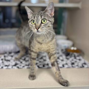 Novak -  Domestic Short Hair Cat for Adoption in Marshalltown, Iowa - Novak | PetCurious