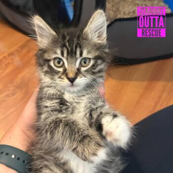 Eloise -  Domestic Long Hair Cat for Adoption in Vancouver, British Columbia - Eloise | PetCurious