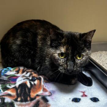 Spackle -  Domestic Short Hair Cat for Adoption in Murray, Utah - Spackle | PetCurious