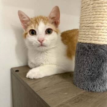Domestic Short Hair Cats Available for Adoption in Toms River, New Jersey - Mongo | PetCurious