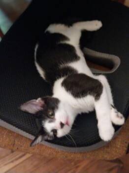 Jellyfish -  Domestic Medium Hair Cat for Adoption in Chicago, Illinois - Jellyfish | PetCurious