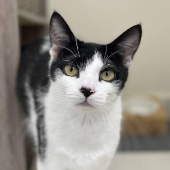Sweet Pea -  Domestic Short Hair Cat Available for Adoption in Santa Rosa, California - Sweet Pea | PetCurious