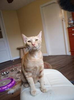 Domestic Short Hair Cats Available for Adoption in Hardeeville, South Carolina - Blanche | PetCurious