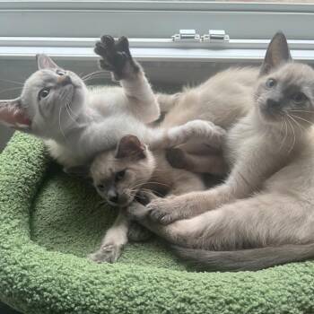 Marco: adoption pending -  Domestic Short Hair Cat for Adoption in New York, New York - Marco: Adoption Pending | PetCurious