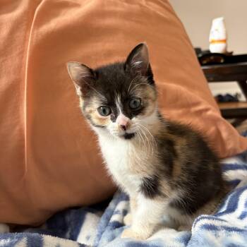 Domestic Short Hair Cats Available for Adoption in Bryan, Texas - Rock | PetCurious