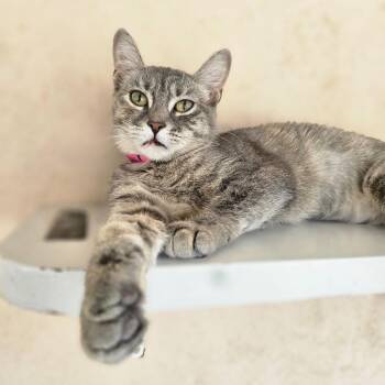 Aurora -  Domestic Short Hair Cat for Adoption in Laredo, Texas - Aurora | PetCurious