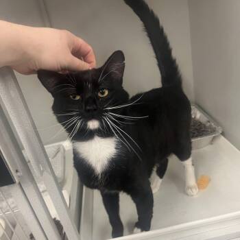 Luci -  Domestic Short Hair Cat for Adoption in Park City, Utah - Luci | PetCurious
