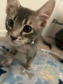 Grok -  Domestic Short Hair Cat for Adoption in Tucson, Arizona - Grok | PetCurious