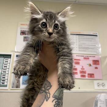 Foxy -  Domestic Short Hair Cat for Adoption in Chicago, Illinois - Foxy | PetCurious