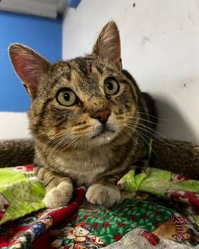 Tabby Cats Available for Adoption in Billings, Montana - Zed (working Cat) | PetCurious