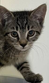 The Eagles: Lying Eyes -  Exotic Shorthair Cat Available for Adoption - The Eagles: Lying Eyes | PetCurious