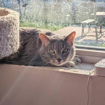 Dela -  Domestic Short Hair Cat for Adoption in Milan, Illinois - Dela | PetCurious