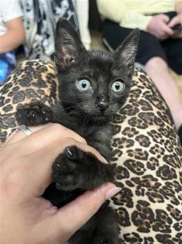 BEETLEJUICE -  Domestic Short Hair Cat for Adoption in Corpus Christi, Texas - BEETLEJUICE | PetCurious
