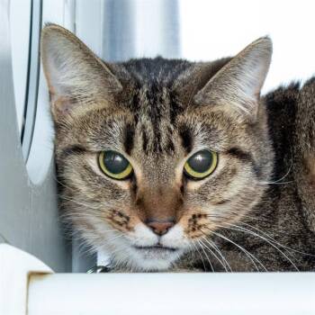 KORA -  Domestic Short Hair Cat for Adoption in St. Louis, Missouri - KORA | PetCurious