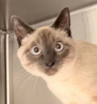 Abel -  Siamese Cat for Adoption in Golden, Colorado - Abel | PetCurious