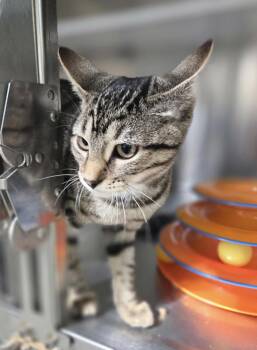 Watson Shewman (handsome and playful) -  Domestic Short Hair Cat for Adoption in Stowe, Pennsylvania - Watson Shewman (handsome And Playful) | PetCurious