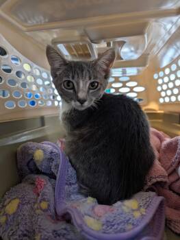 Inara -  Domestic Short Hair Cat for Adoption in Shelton, Washington - Inara | PetCurious