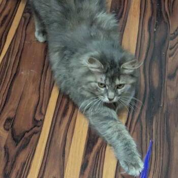 Domestic Long Hair Cats Available for Adoption in Johnstown, Pennsylvania - Rosita | PetCurious