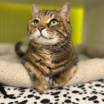 Domestic Short Hair Cats Available for Adoption in Austin, Texas - Mina | PetCurious