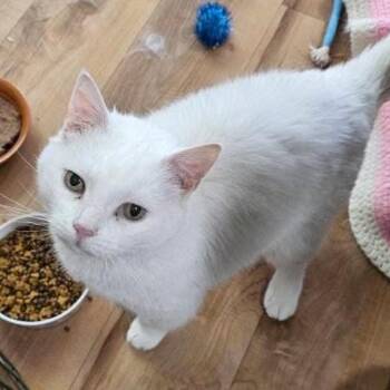 Rescue Domestic Short Hair Cats for Adoption in Towanda, Pennsylvania - Keek | PetCurious