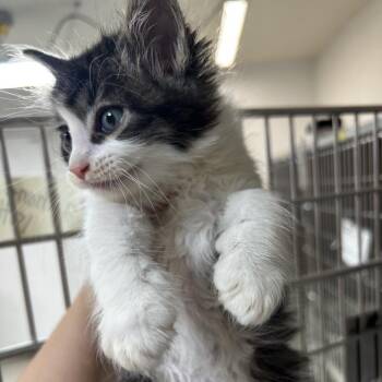 Domestic Long Hair Cats Available for Adoption in Leander, Texas - Thames | PetCurious
