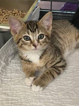 Domestic Short Hair Cats Available for Adoption in Lunenburg, Massachusetts - Jameson | PetCurious