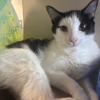 Timika -  Domestic Short Hair Cat for Adoption in Marshalltown, Iowa - Timika | PetCurious