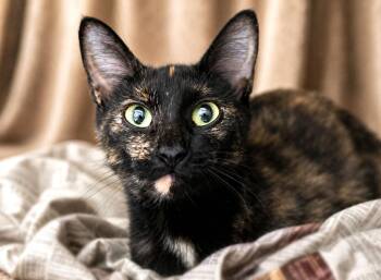 June -  Calico Cat for Adoption in Monroe, Georgia - June | PetCurious
