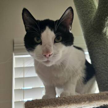 Rescue Domestic Medium Hair Cats for Adoption in Layton, Utah - Pho Bear (Panda) | PetCurious