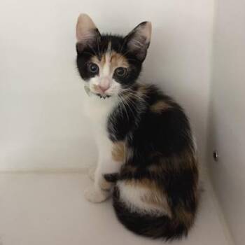 Treasure -  Domestic Short Hair Cat for Adoption in Phoenix, Arizona - Treasure | PetCurious
