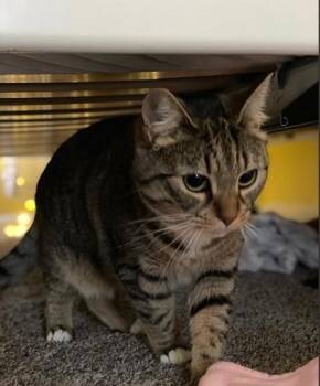 Domestic Short Hair Cats Available for Adoption in Fairfax, Virginia - Sky | PetCurious