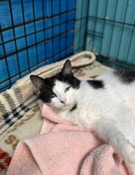 Rescue Domestic Short Hair Cats for Adoption in Chicago, Illinois - Dairy Queen | PetCurious