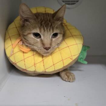 Divine -  Domestic Short Hair Cat for Adoption in Dearborn, Michigan - Divine | PetCurious