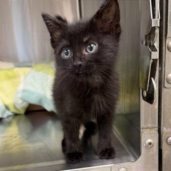 Chai -  Domestic Short Hair Cat for Adoption in Kansas City, Kansas - Chai | PetCurious