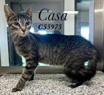 Casa -  Domestic Short Hair Cat for Adoption in Clarksville, Tennessee - Casa | PetCurious
