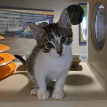 Nancy Drew -  Domestic Short Hair Cat for Adoption in Oakland, California - Nancy Drew | PetCurious
